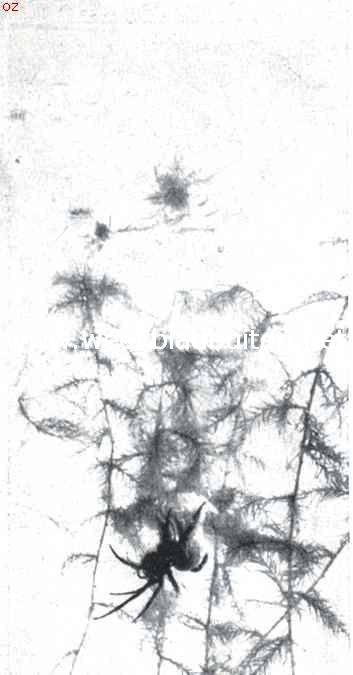 De waterspin (Argyroneta Aquatica Cl.). III. Er bevindt zich reeds eenige lucht in de klok. De spin is er onder gekropen en is juist van plan lucht in te laten