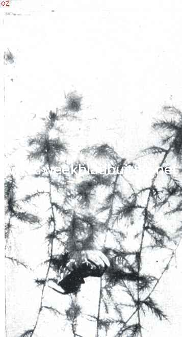 De waterspin (Argyroneta Aquatica Cl.). VI. De spin heeft den bouw onderbroken om een prooi 