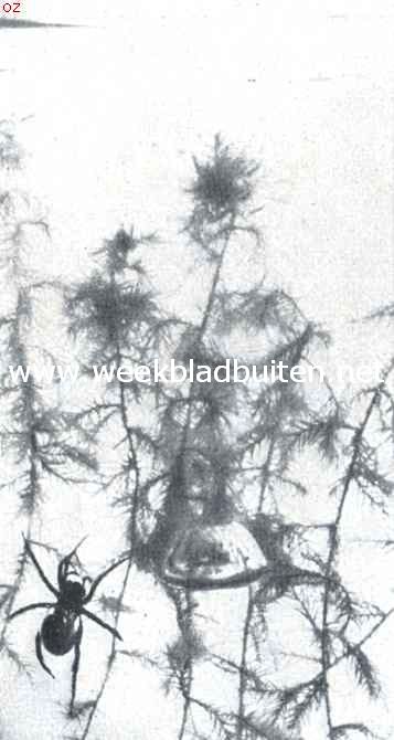 De waterspin (Argyroneta Aquatica Cl.). VII. De luchtbel is weer grooter geworden. De spin is op weg om nog meer lucht te halen