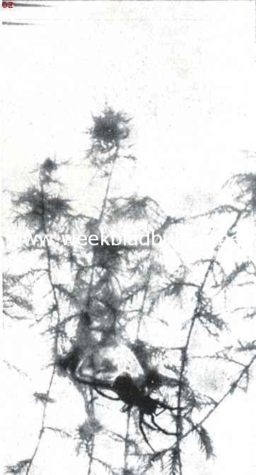 De waterspin (Argyroneta Aquatica Cl.). VIII. De spin bij haar voltooide klok