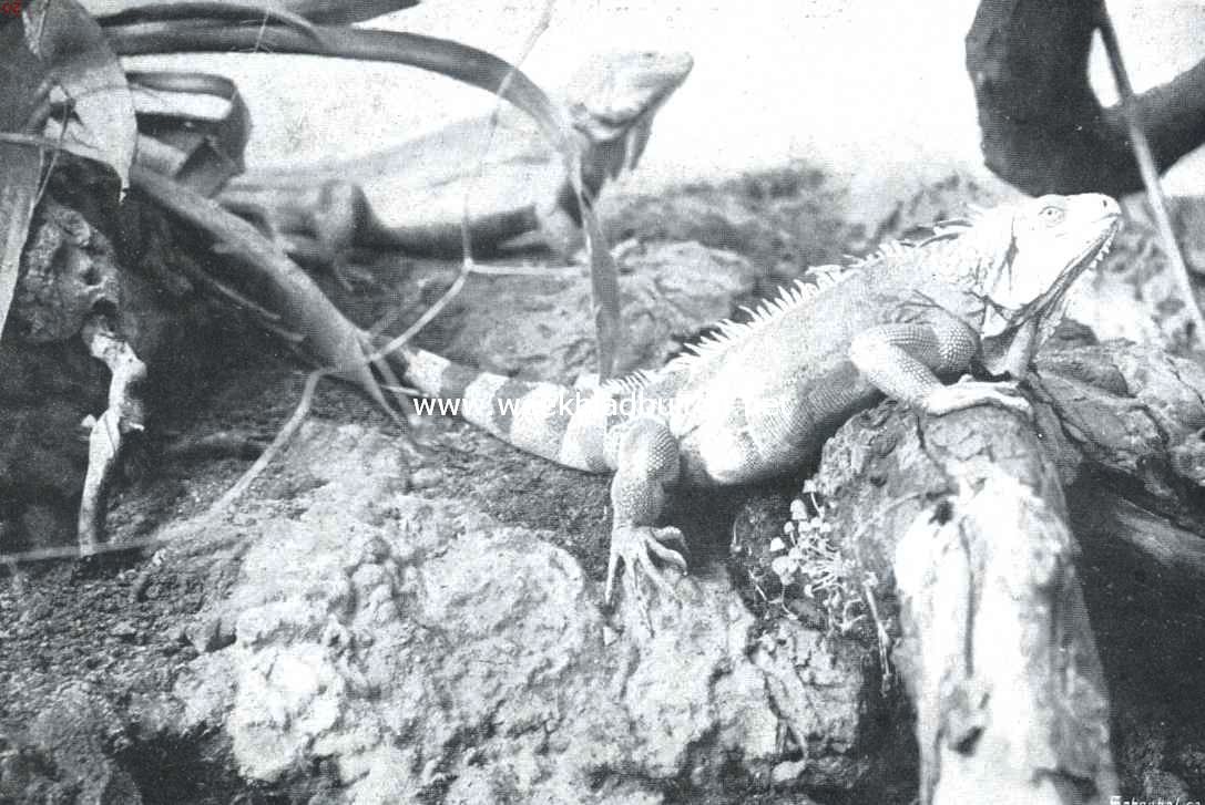 In het Reptielenhuis van 
