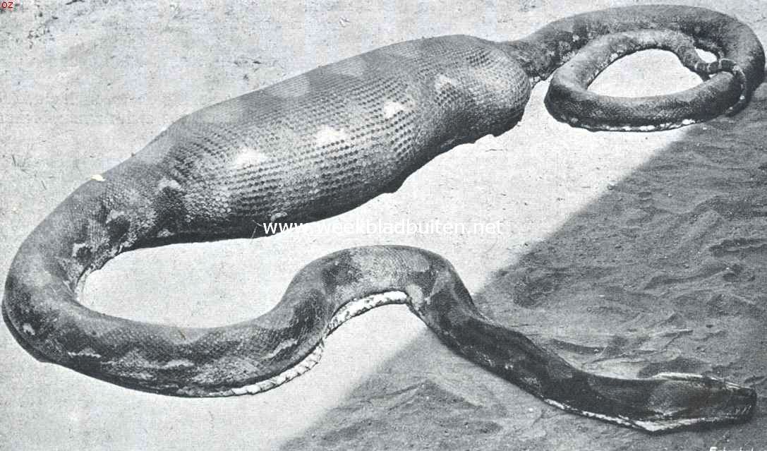 In het Reptielenhuis van 