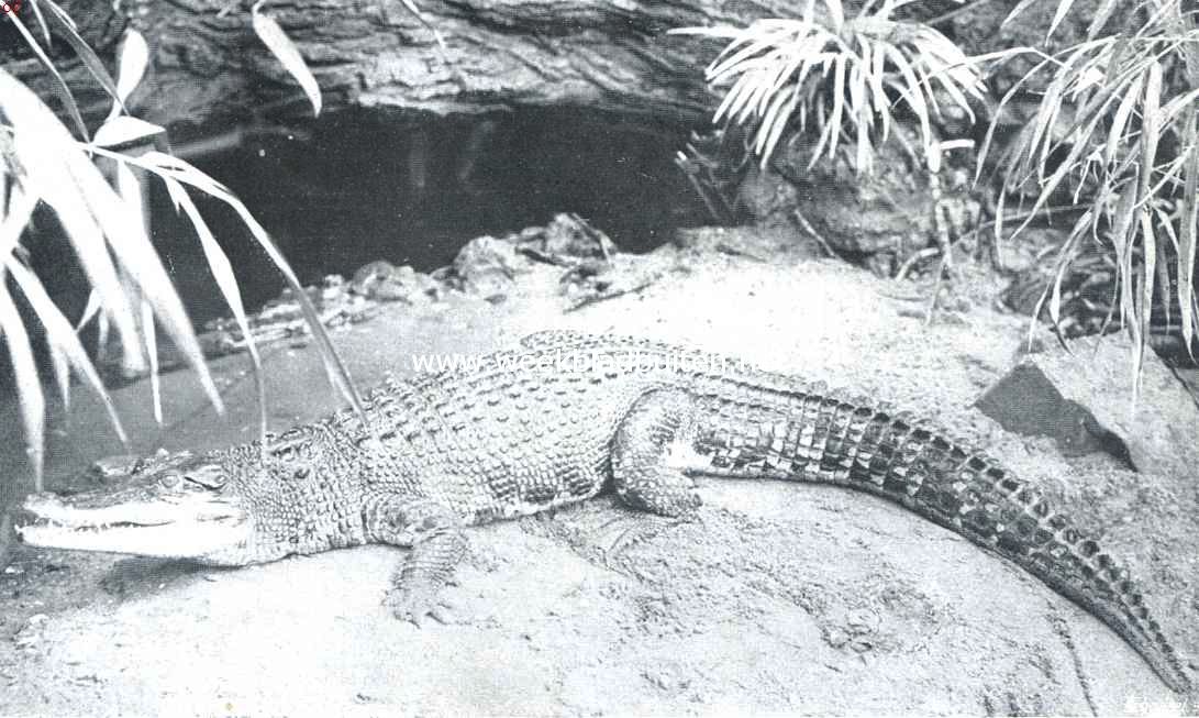 In het Reptielenhuis van 