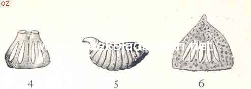 De Bidsprinkhaan. III. Het nest. 4. Nest van de Empusa Pauperata. Dwarsdoorsnede. 5. Nest van de Ameles Decokor van terzijde gezien. 6. Nest van de Ameles Decolor. Dwarsdoorsnede