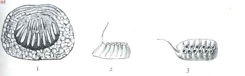 De Bidsprinkhaan. III. Het nest. 1. Nest van den bidsprinkhaan, dwarsdoorsnede. 2. Nest van de Empusa Pauperata van ter zijde gezien. 3. Nest van de Empusa Pauperata van boven gezien, na 't uitkomen der larven