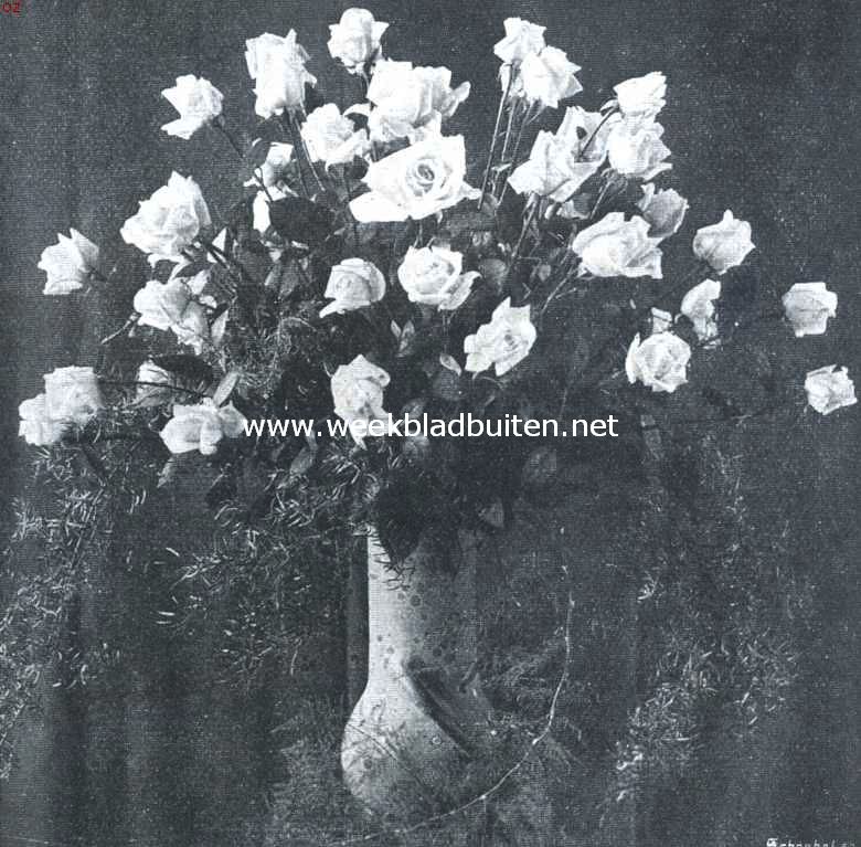 De Plantenkeuring der Ned. Maatschappij van Tuinbouw- en Plantkunde van 9 April 1912. Roos Kaiserin Augusta Victoria. Verguld zilveren medaille met gelukwensch van de jury op de Plantenkeuring der Ned. Maatschappij van Tuinbouw- en Plantkunde van 9 April 1912