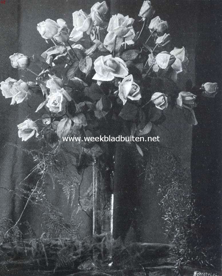 De Plantenkeuring der Ned. Maatschappij van Tuinbouw- en Plantkunde van 9 April 1912. Roos Madame Carline Testout. Verguld zilveren medaille met gelukwensch van de jury op de Plantenkeuring der Ned. Maatschappij van Tuinbouw- en Plantkunde van 9 April 1912