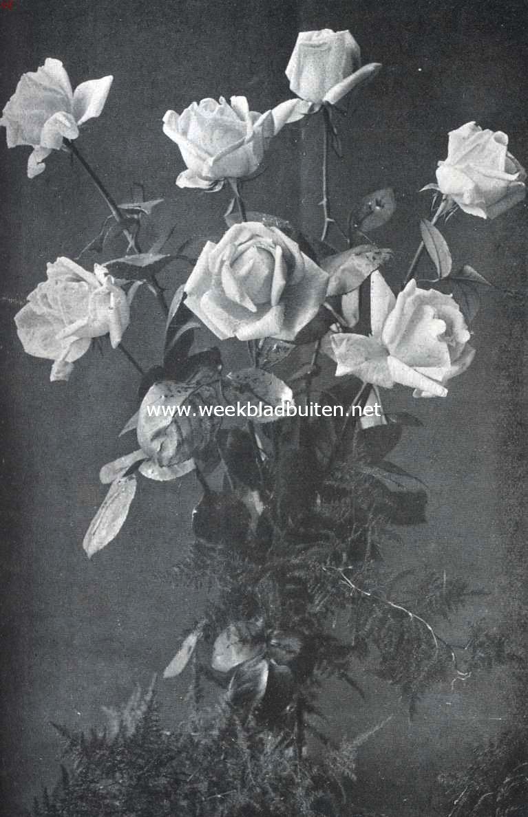 De Plantenkeuring der Ned. Maatschappij van Tuinbouw- en Plantkunde van 9 April 1912. Enkele der bekroonde rozen Kaiserin Augusta Victoria en Madame Caroline Testout die den 9den April bekroond werden