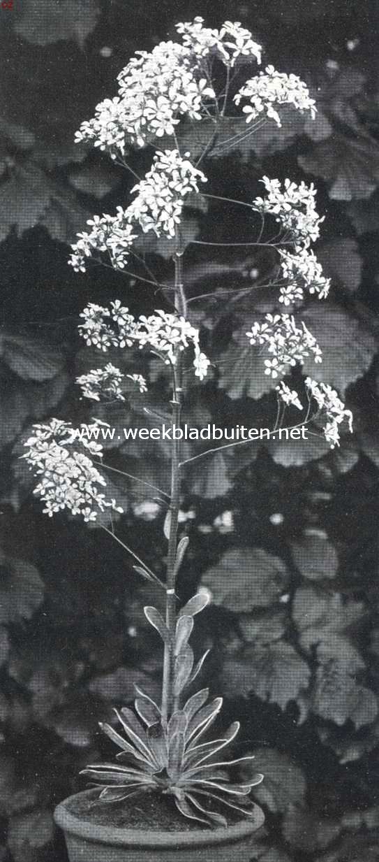Een Alpenkind. Saxifraga