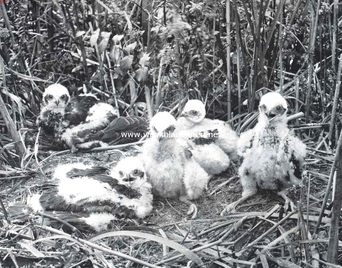 Nest en jongen van den bruinen kiekendief