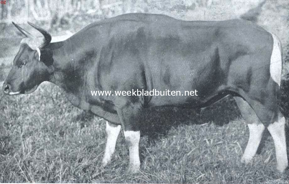 De Banteng. Het Soendaneesche rund