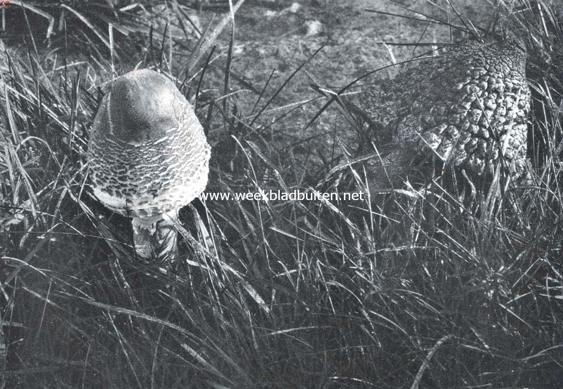 Duiveltjesbrood. Agaricus Procerus (Lepiota). Parasolzwam - eetbaar, te vinden op droge grasvlakten. Op dijken, b.v. langs de Zuiderzee, vindt en een kleinere soort. Kenteeken waarop men moet letten: aan de steel bevindt zich een ring, die verschoven kan worden. Het hier gekiekte exemplaar is nog in gesloten toestand