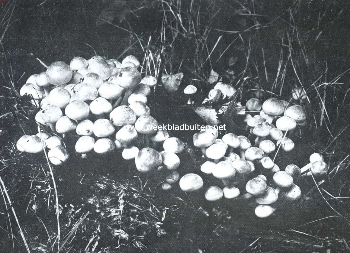 Duiveltjesbrood. Hypholoma Fascicularis of de z.g. Zwavelkop. Smaakt zeer bitter en is vergiftig. Een zwavelgele Agaricus met groenachtige lamellen, op vochtige plaatsen aan rot hout. Vrij jeugdige exemplaren
