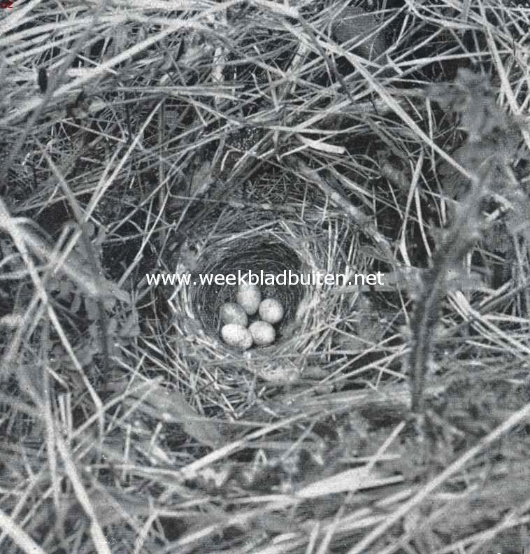 Nest en eieren van de grasmusch
