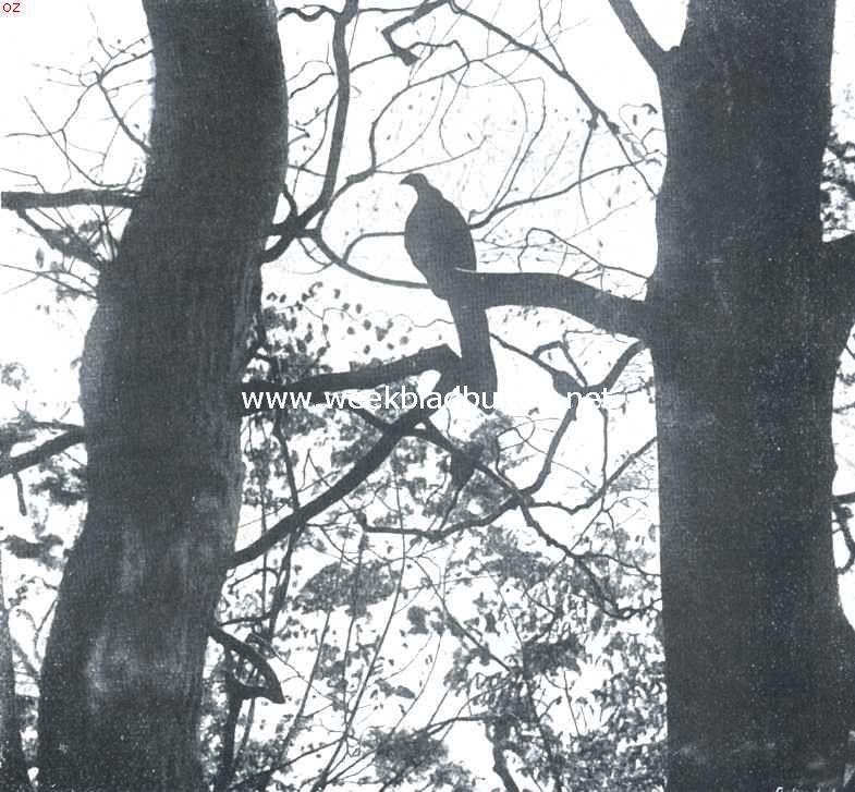 De boom met den pauw, aan den Oude Scheveningschen Weg bij Zorgvliet. Een zonderlinge speling der natuur, deze in den vorm van een vogel gevrmde tak