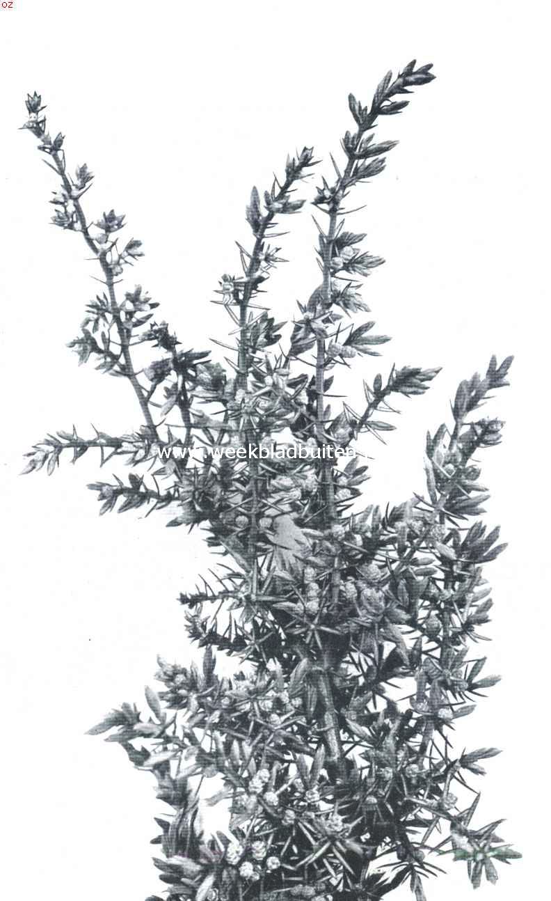 De Jeneverbes, bloeiend