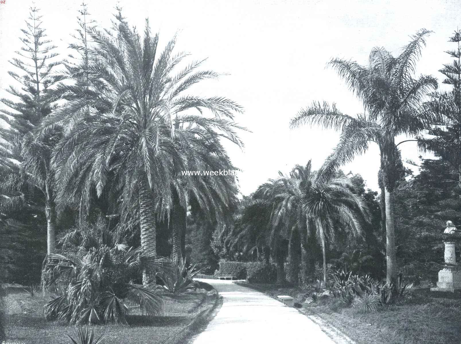 Sicili. Tropische plantengroei in een tuin te Palermo