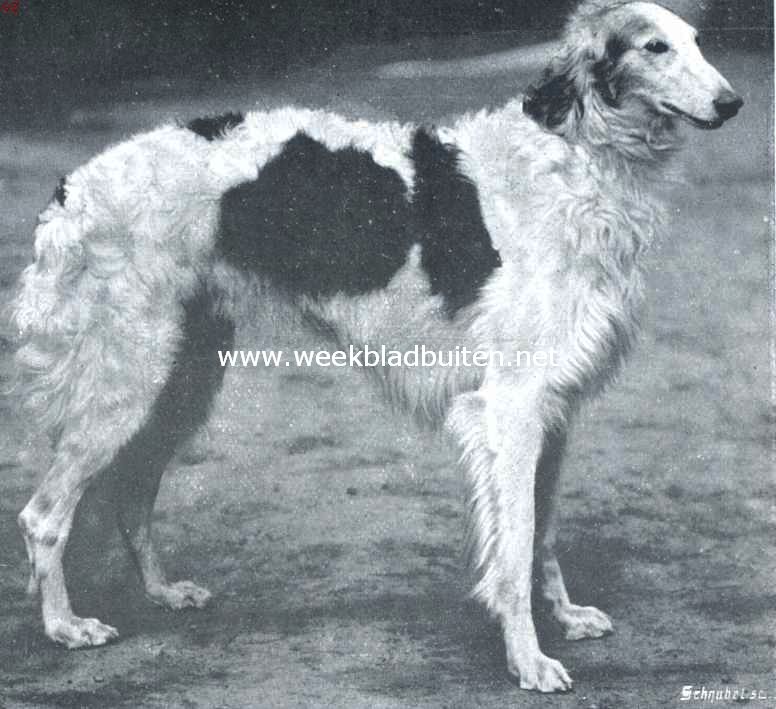 Russische windhonden. Het type van den Barzoi