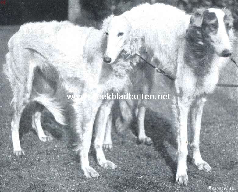 Russische windhonden. Een team Russische windhonden
