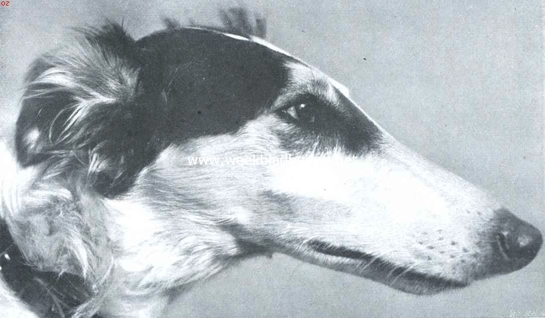 Russische windhonden. Een ideale Barzoi-kop