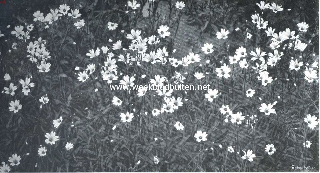 Als de lente in het woud komt. Wilde bloesemschoonheid. Stellaria Holostea
