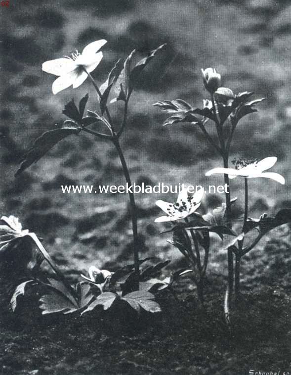 Als de lente in het woud komt. Wilde anemonen. (Anemone Nemorosi)