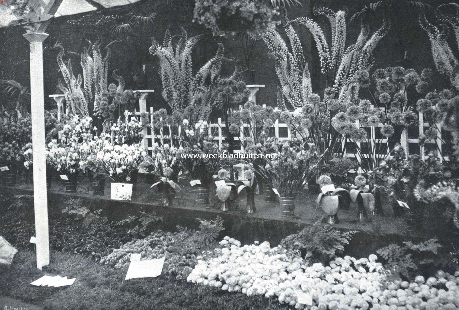 De Internationale Tuinbouwtentoonstelling te Londen. Bol- en knolgewassen in de Nederlandsche afdeeling van de firma E.H. Krelage en Zoon te Haarlem