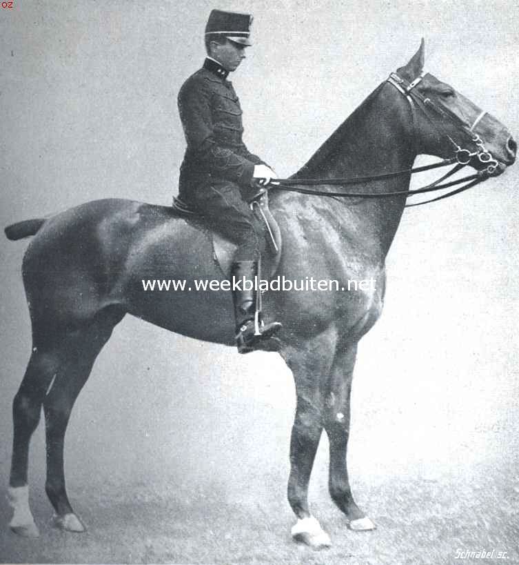 Het concours-hippique. Het dienstpaard 