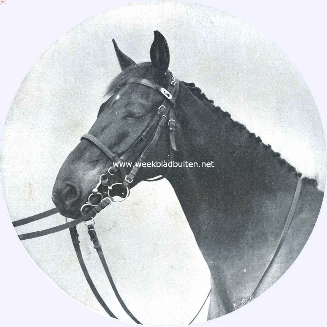 Het concours-hippique. Bij de vrkeuring der officierspaarden