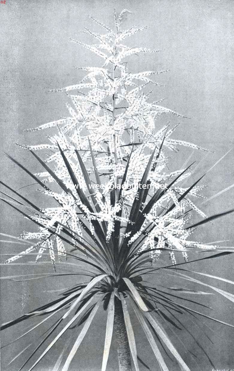 Dracaena Indivisa. De hier afgebeelde plant, in het bezit van den heer A. Aikes, bloemist te Kampen, is 25  30 jaar oud, heeft een hoogte van ongeveer 3 M. en draagt een mooie, zware bloemwijze van ruim 1 M. lengte, die uit kleine stervormige bloempjes bestaat, welke een zoeten amandelgeur verspreiden. Plantenkenners zullen weten, dat het niet dikwijls voorkomt, dat een Draecena Indivisa tot bloei komt. Dit vindt in het algemeen hierin  zijn verklaring, dat zijn, evenals al de andere boomachtige Liliacen pas op ouderen leeftijd kan bloeien. En dat zij, bij een zorgvuldige behandeling, dan tot bloei kan komen, daarvan is het prachtige exemplaar, waarvan de afbeelding hierboven is geplaatst, nog een sprekend bewijs