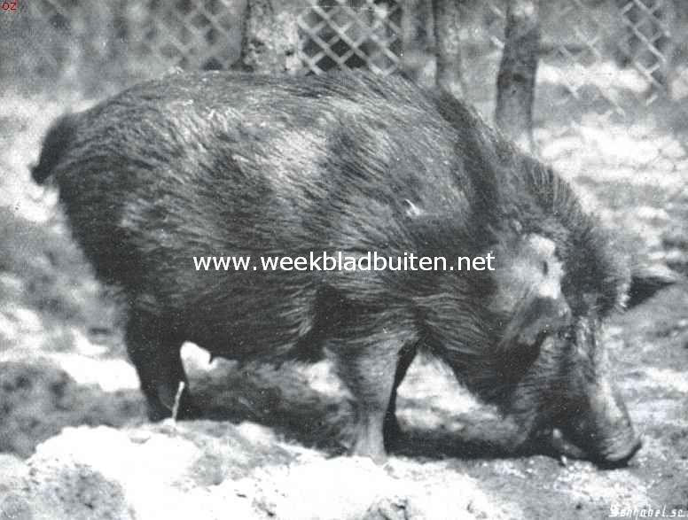Wilde varkens. De wilde zeug op 