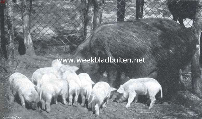 Wilde varkens. De gelukkige moeder met hare kinderen