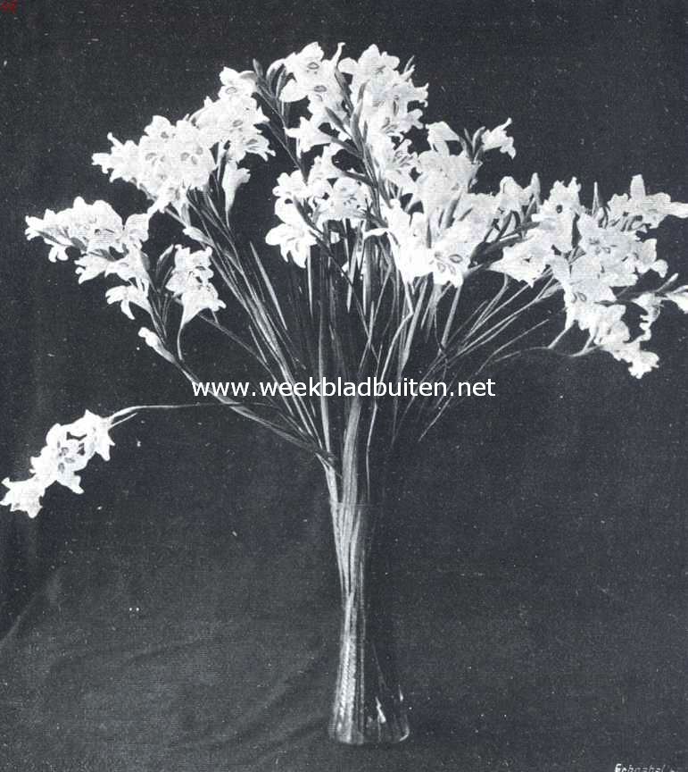 Gladiolus Nanus 