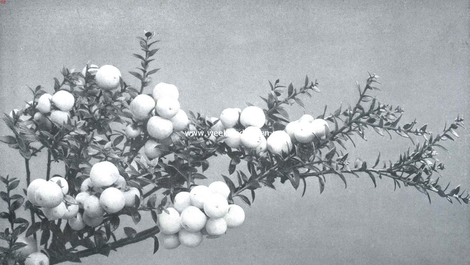 Pernettya Mucronata