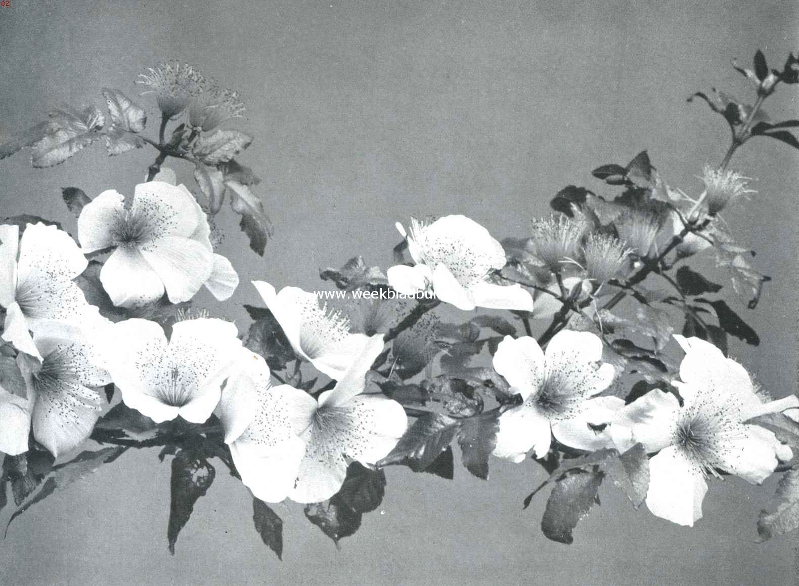 Eucryphia Pinnatifolia