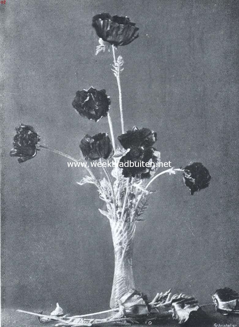 Papaver Orientale 