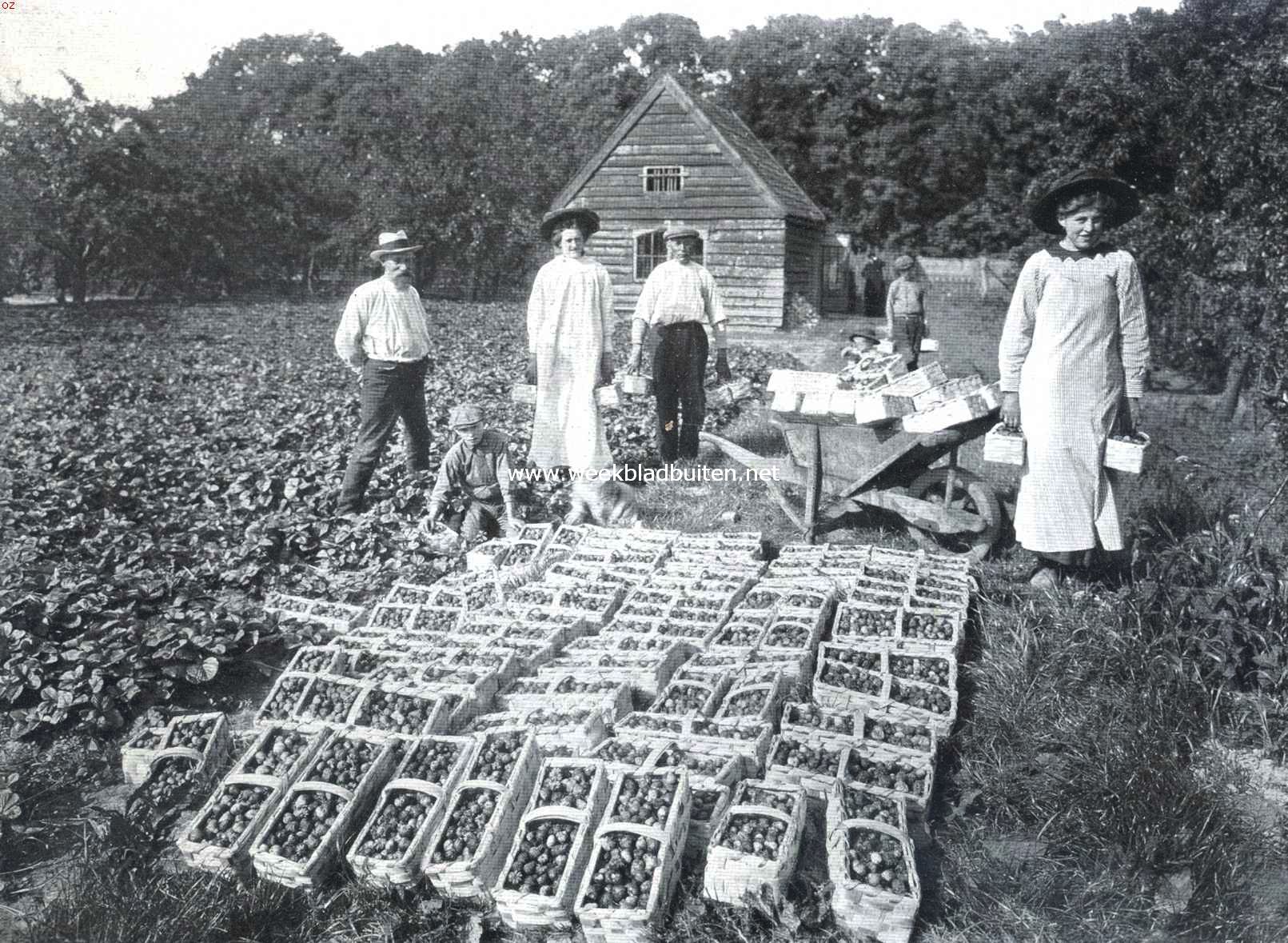 Berverwijk en zijn tuinbouw. De eerste pluk aardbeien in de 