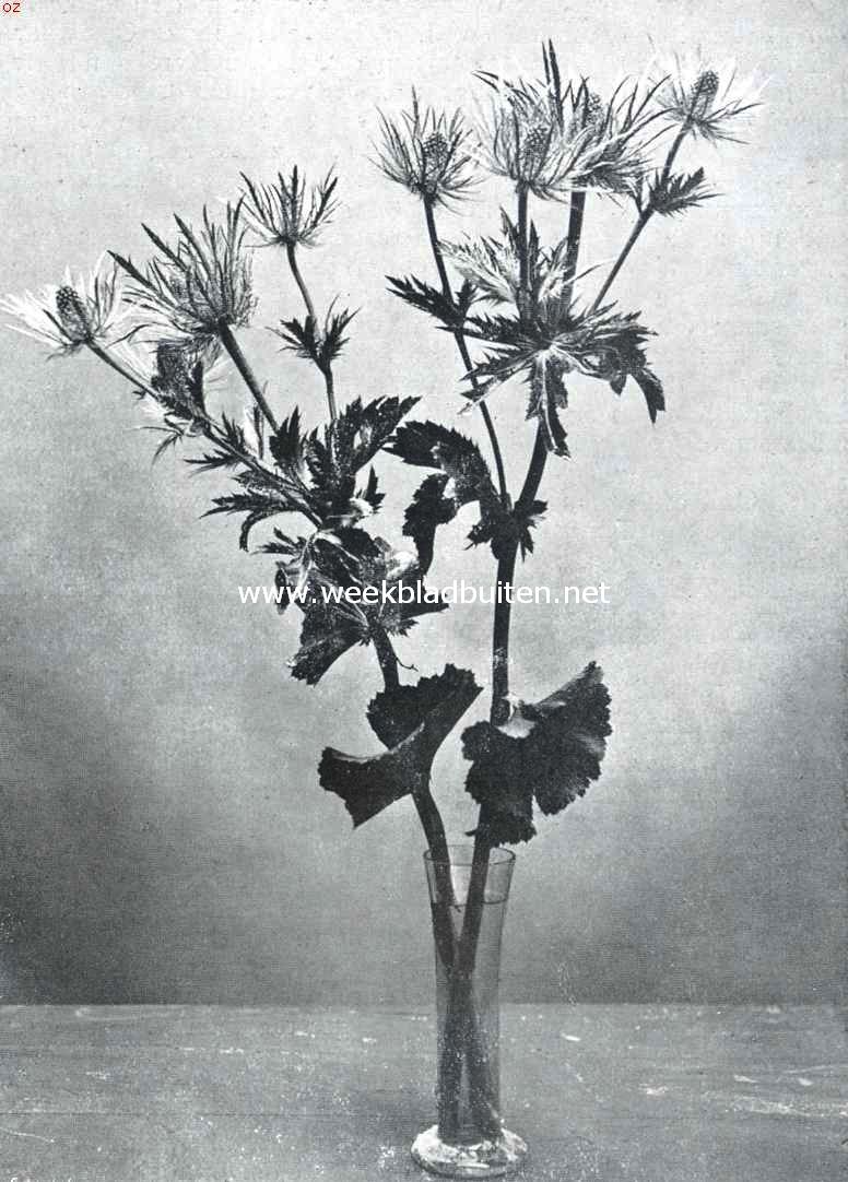 De groote Plantenkeuring der Nederl. Mij. Voor Tuinbouw en Plantkunde, op 28 Juni l.l. te Arnhem gehouden. Eryngium Alpinum. Ingezonden op de plantenkeuring te Arnhem
