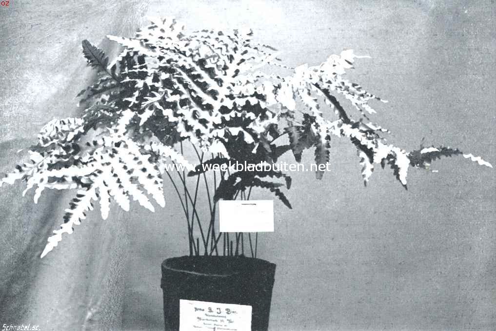 De groote Plantenkeuring der Nederl. Mij. Voor Tuinbouw en Plantkunde, op 28 Juni l.l. te Arnhem gehouden. Polypodium Glancophyllum Crispum. Certificaat 1e klasse op de plantenkeuring te Arnhem