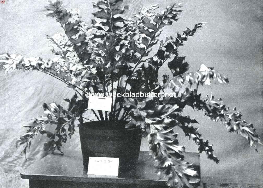 De groote Plantenkeuring der Nederl. Mij. Voor Tuinbouw en Plantkunde, op 28 Juni l.l. te Arnhem gehouden. Cyrtonium Rockfordii. Prachtige koude varen, die deel uitmaakte van de met goud gekroonde inzending op de plantenkeuring te Arnhem