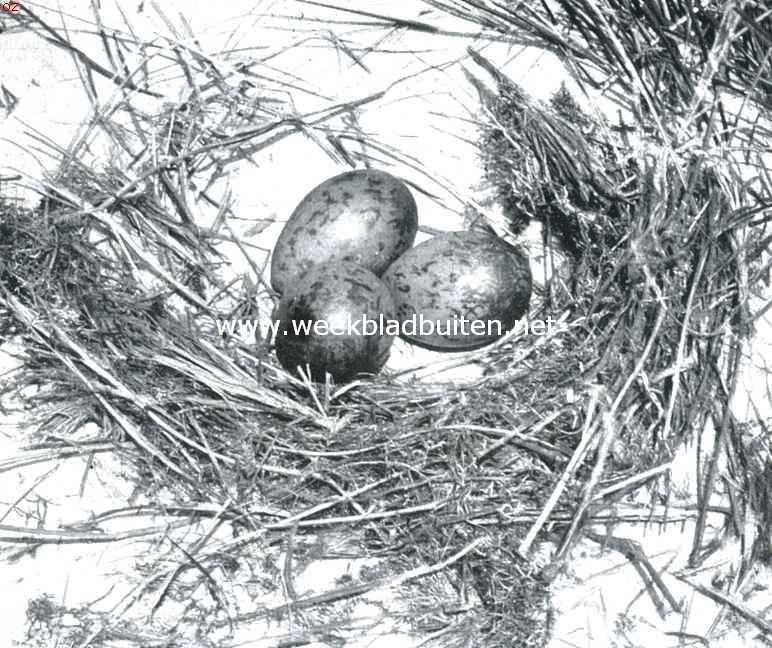 Door de duinen. Nest met eieren van den zilvermeeuw