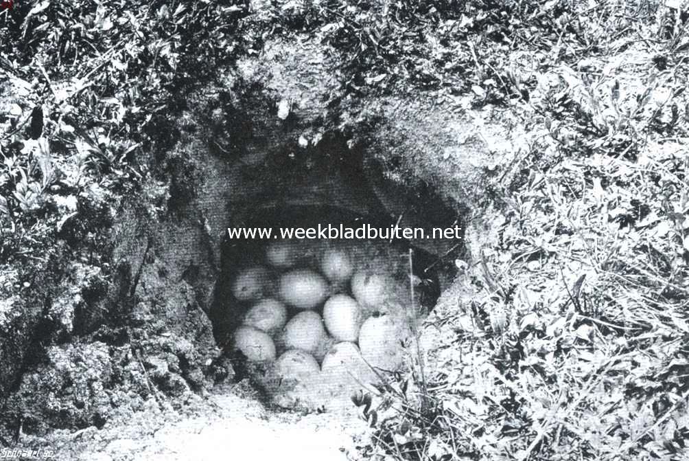 Door de duinen. Nest van een berg-eend