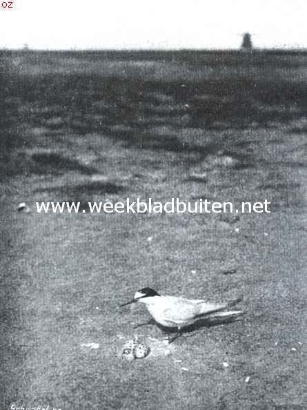 Door de duinen. Dwerg-zeezwaluw bij zijn nest