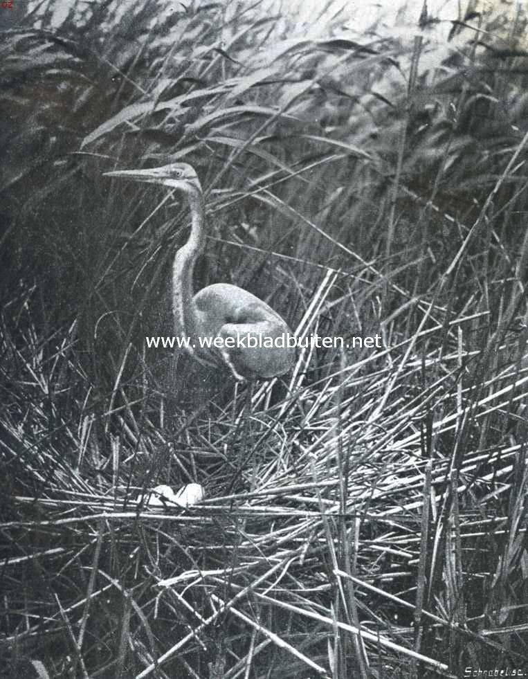 Purperreiger op zijn nest