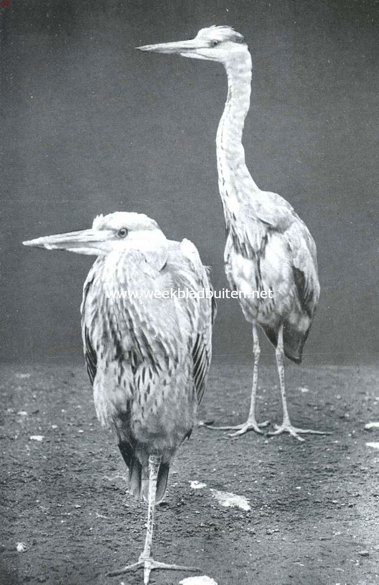 Het vogelpoeltje in 