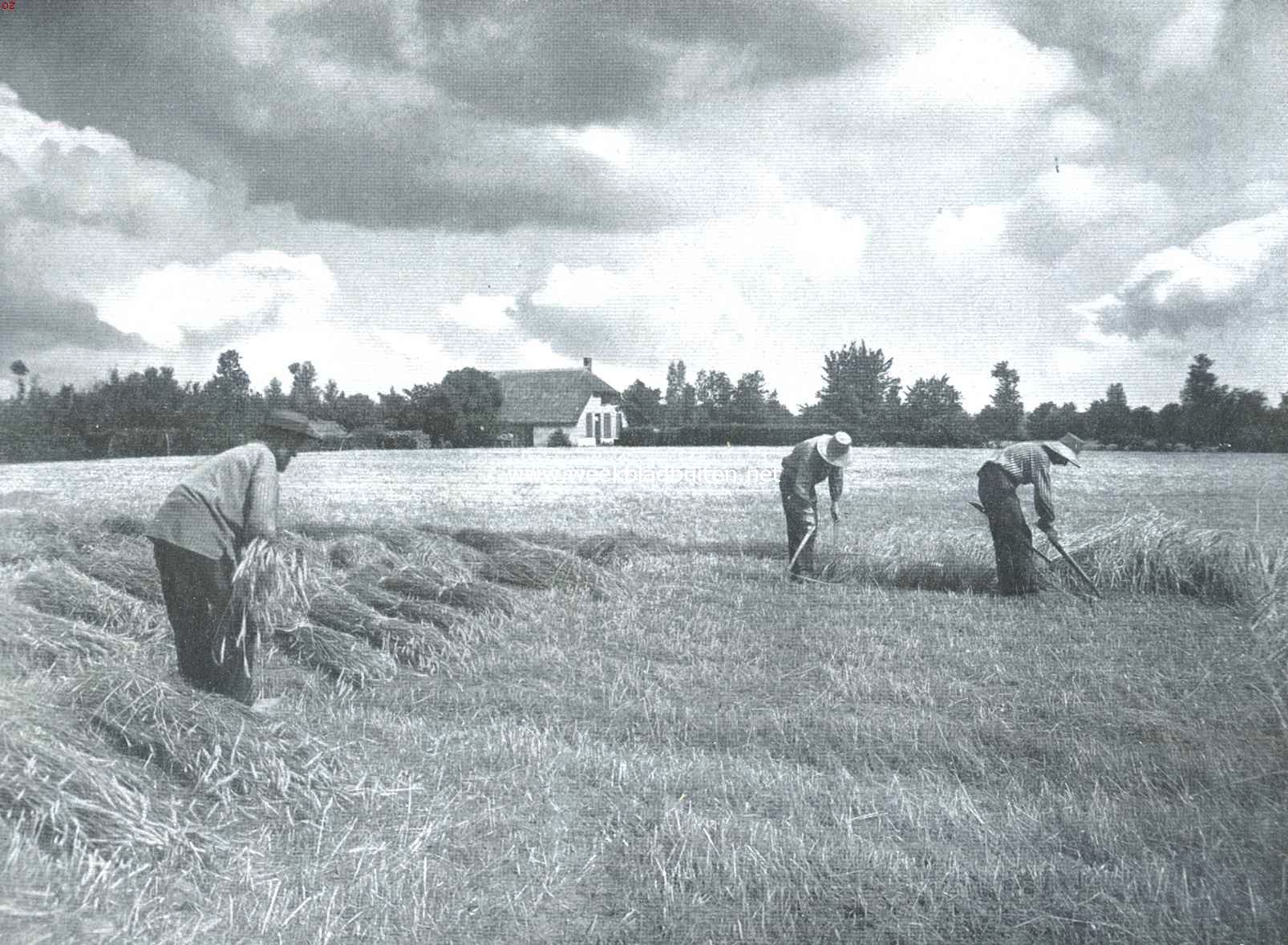 De oogst. Het maaien en binden der rogge in  het veld