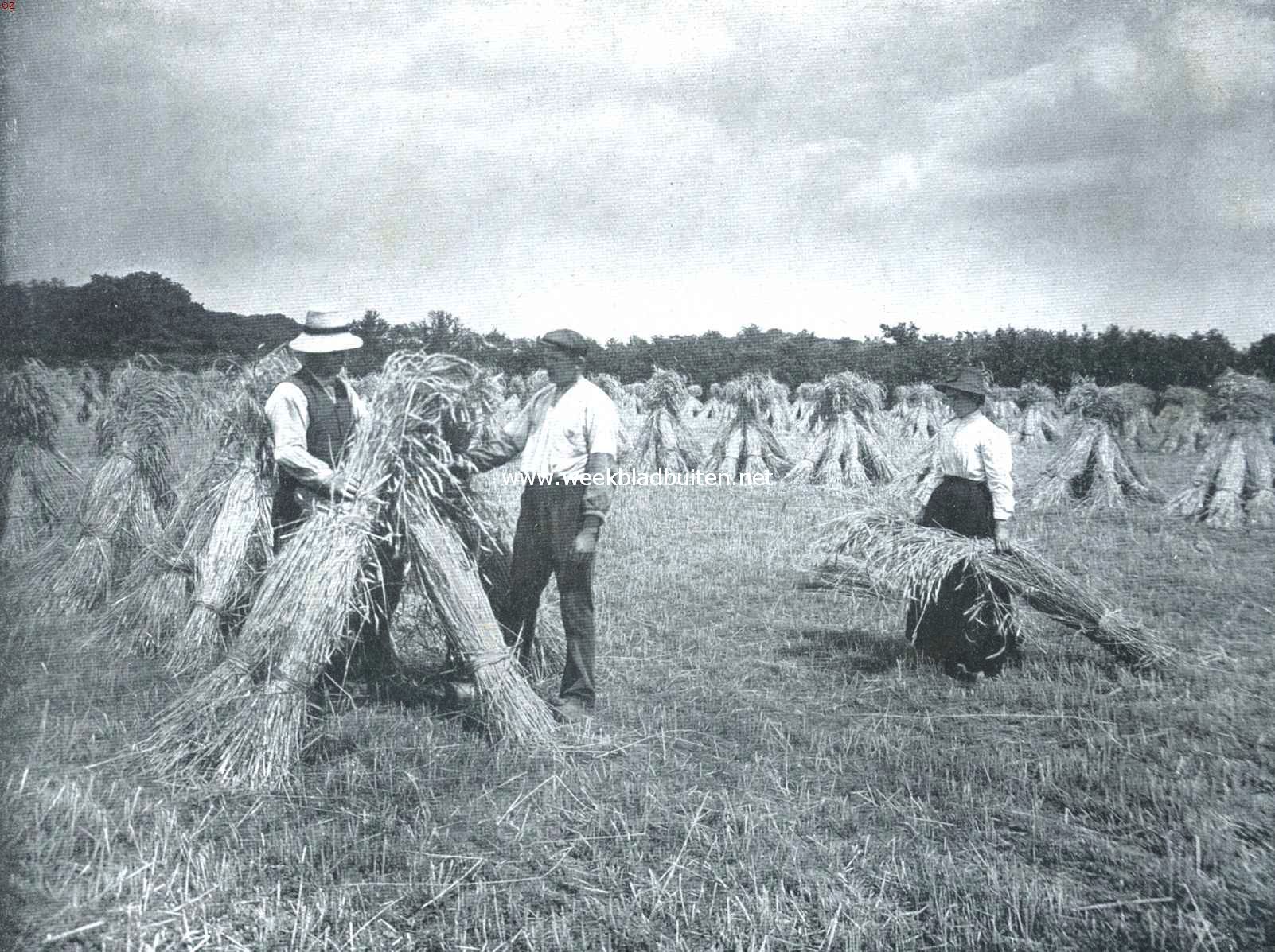 De oogst. Aan het hokken zetten der garven