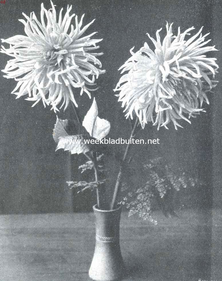 De Groote Plantenkeuring der Nederl. Mij voor Tuinbouw- en Plantkunde, op 13 Aug. l.l., te Amsterdam gehouden. Cactus-Dahlia 