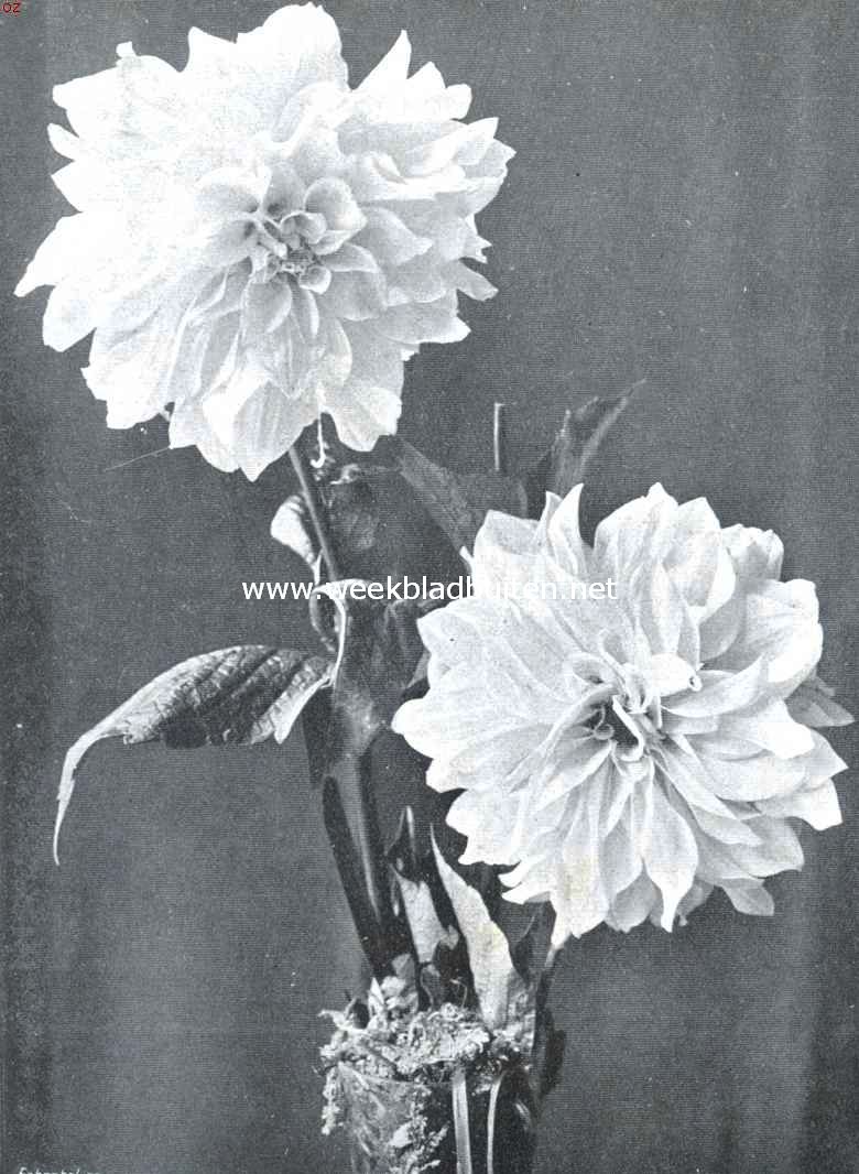 De Groote Plantenkeuring der Nederl. Mij voor Tuinbouw- en Plantkunde, op 13 Aug. l.l., te Amsterdam gehouden. Pioen-Dahlia  