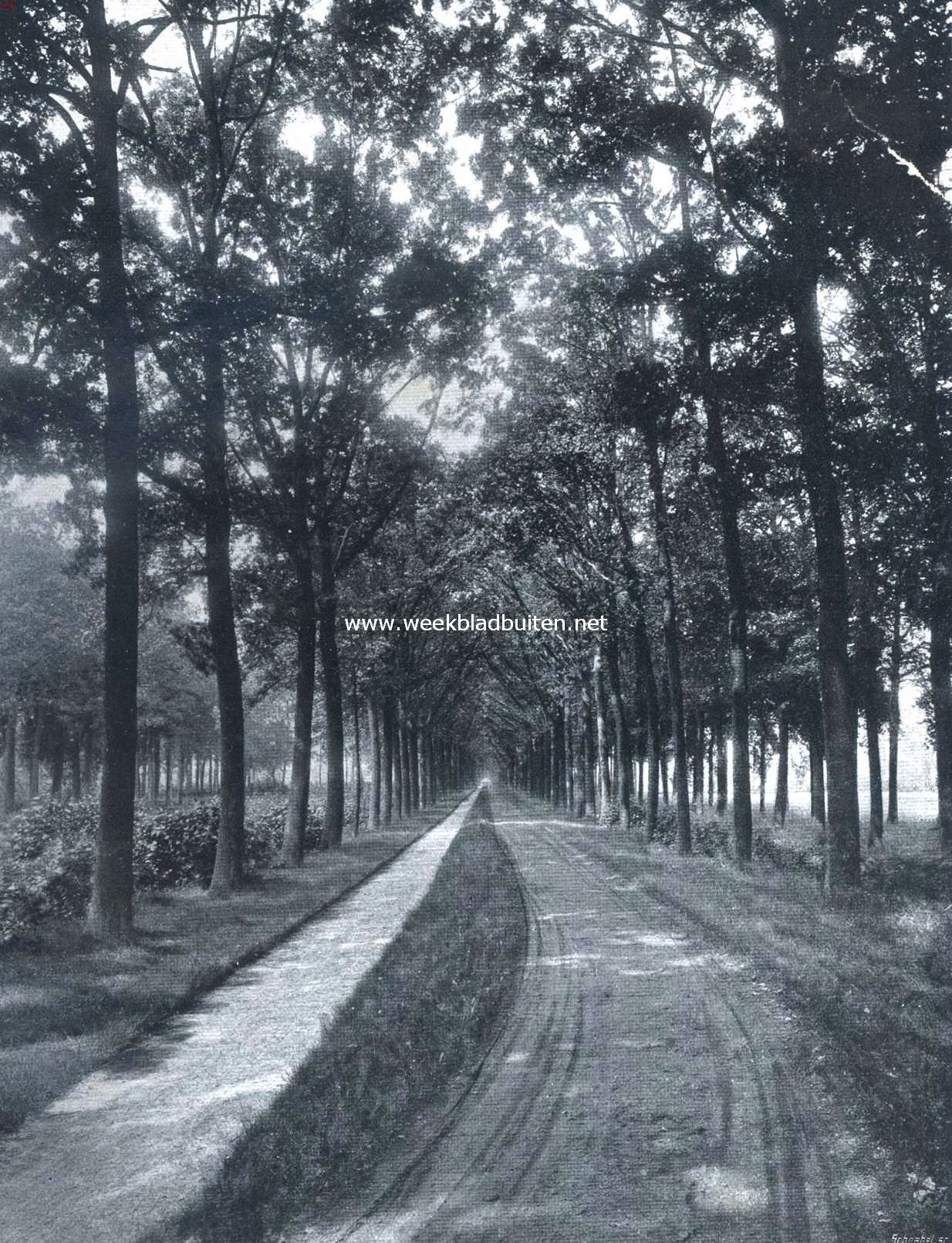 Eikenlaan naar het Kasteel Zegenwerp (N.-B.)